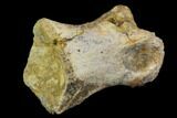 Fossil Theropod (Raptor) Phalange (Toe) Bone - Texas #116627-1